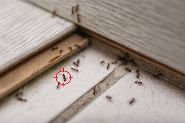 Best Pest Removal Services  in Killeen, TX