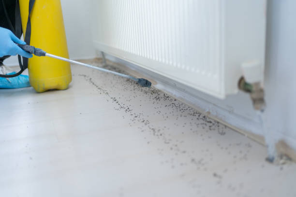 Best Flea Control Services  in Killeen, TX